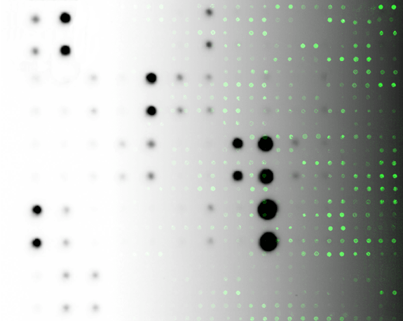 Antibody Arrays