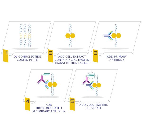 Transcription Factor Activity Assays