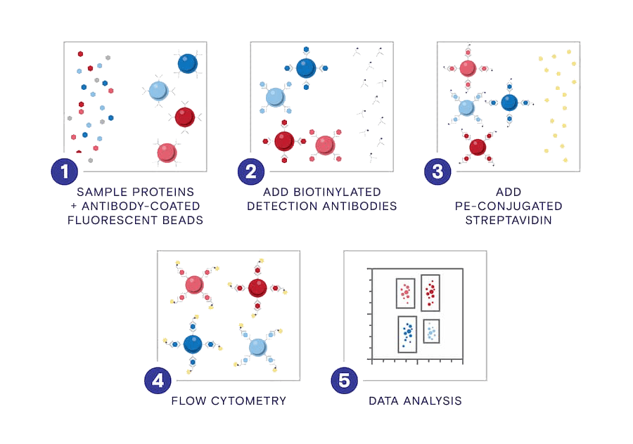 cytometric bead array how it works diagram