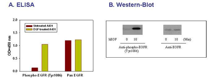 Phospho_ELISA_data_1