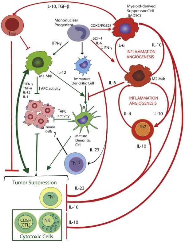 Tumor-Immune-Cell-Interactions