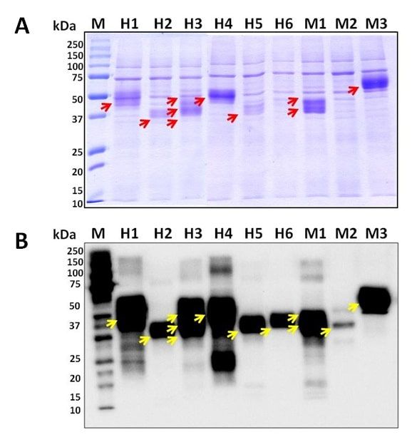 custom-protein1