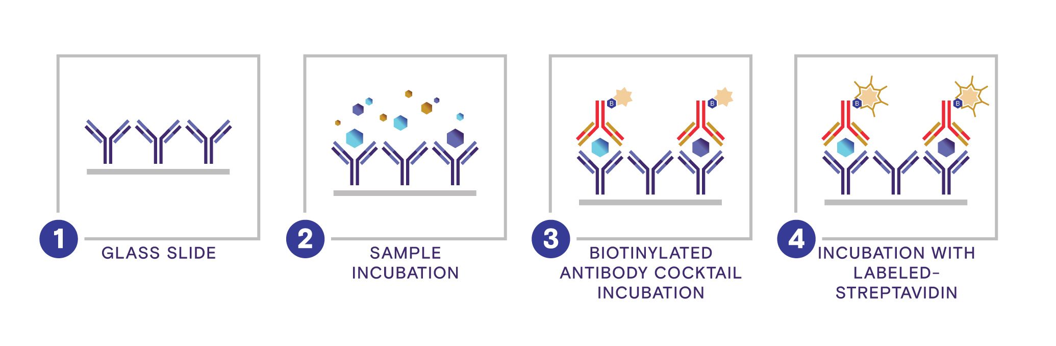 RAY_0185_Quantibody-Array-Infographic_H_L1
