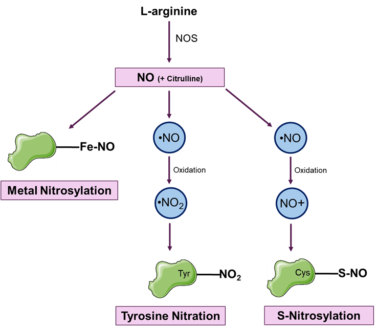 Nitration