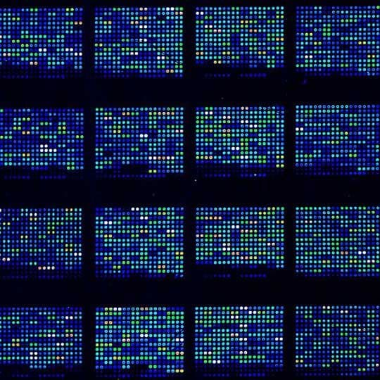 microarray (1)