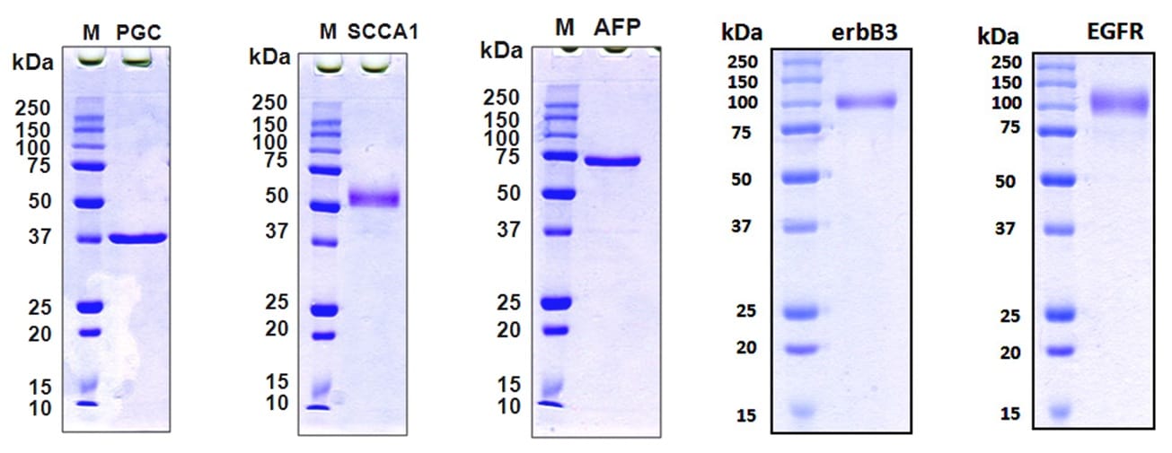 custom-protein2