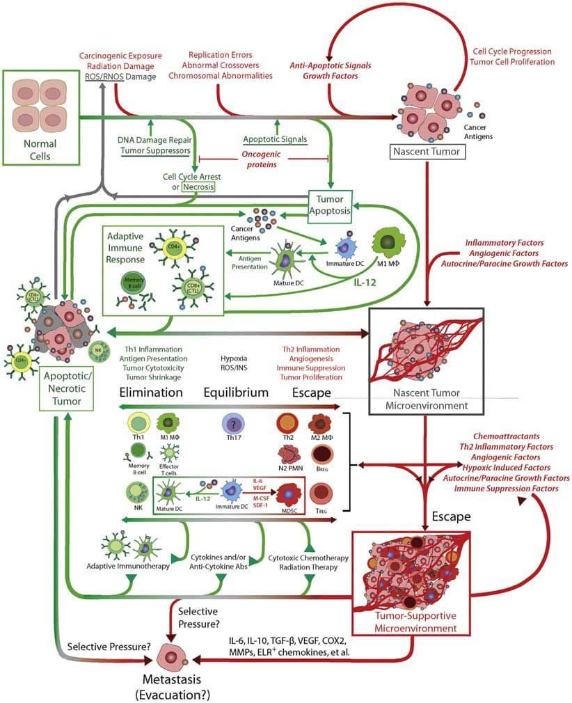 Tumor-Progression-Immunoediting