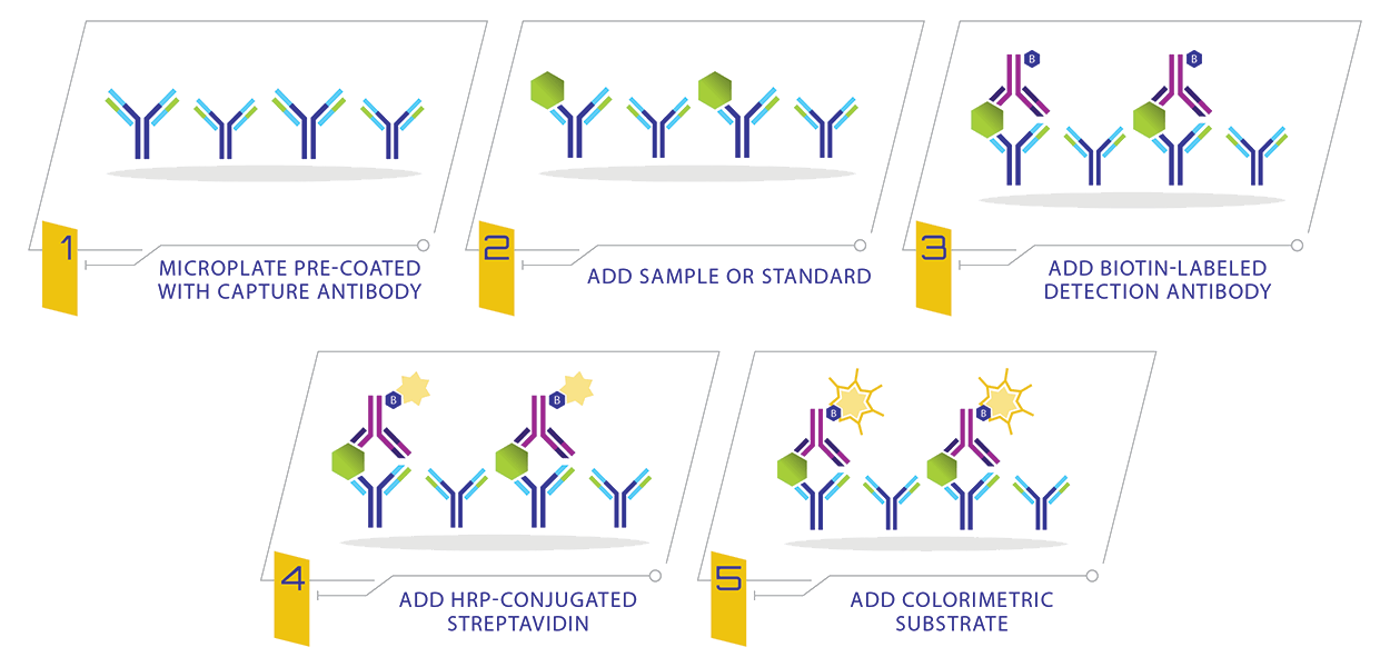 Sandwich-ELISA-How-It-Works