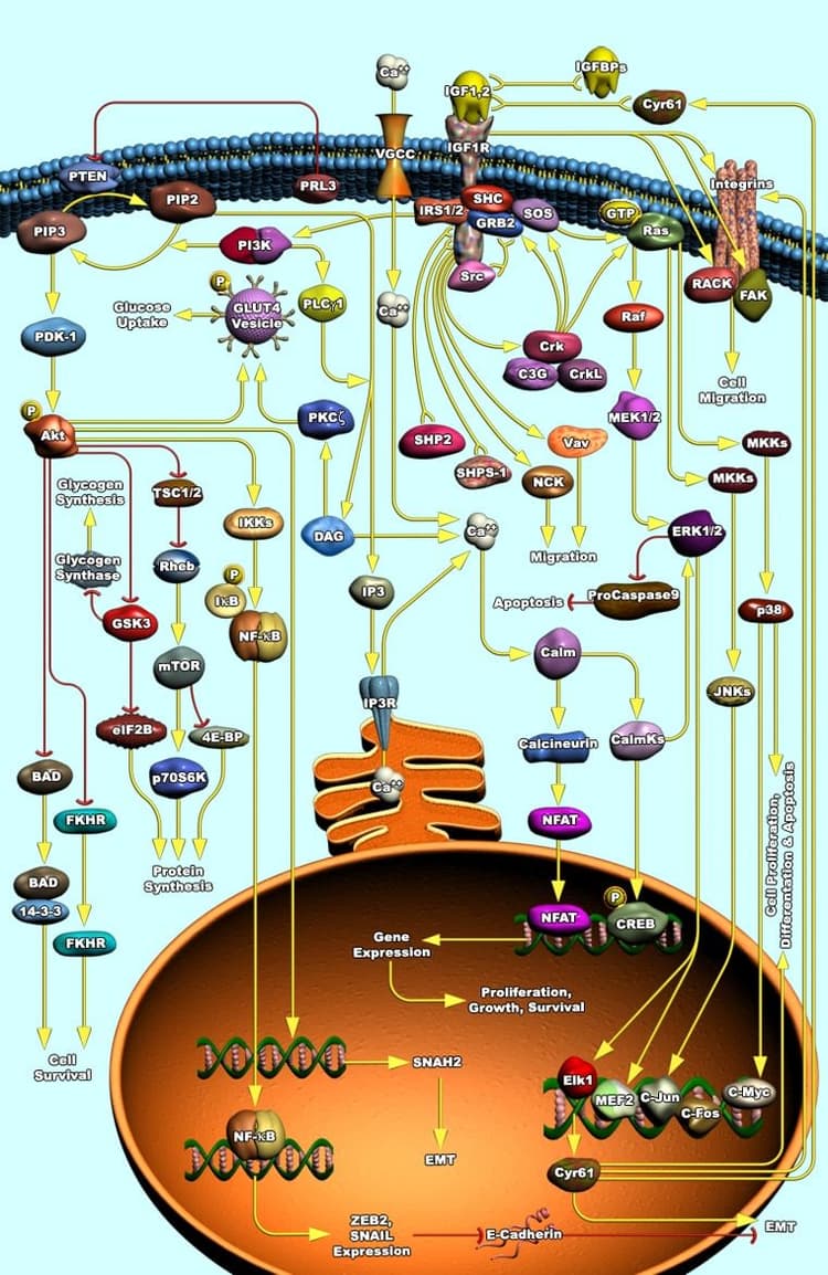 IGF-1 Signaling Pathway
