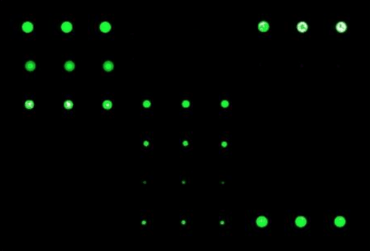 Protein Arrays