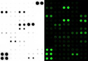 Phosphorylation Arrays