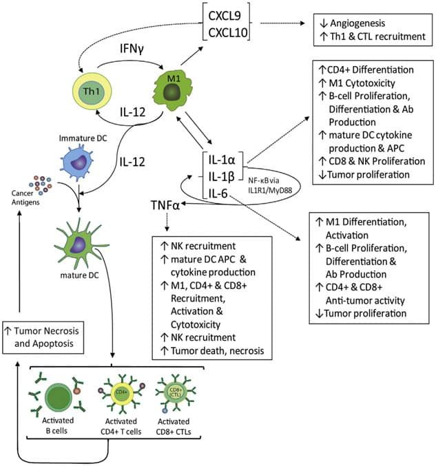 Tumor-suppressing-inflammation