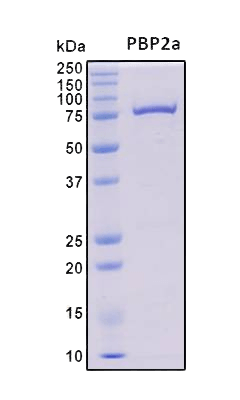 recombinant-pbp2a-protein