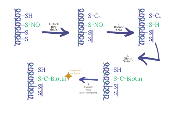Nitrosylation