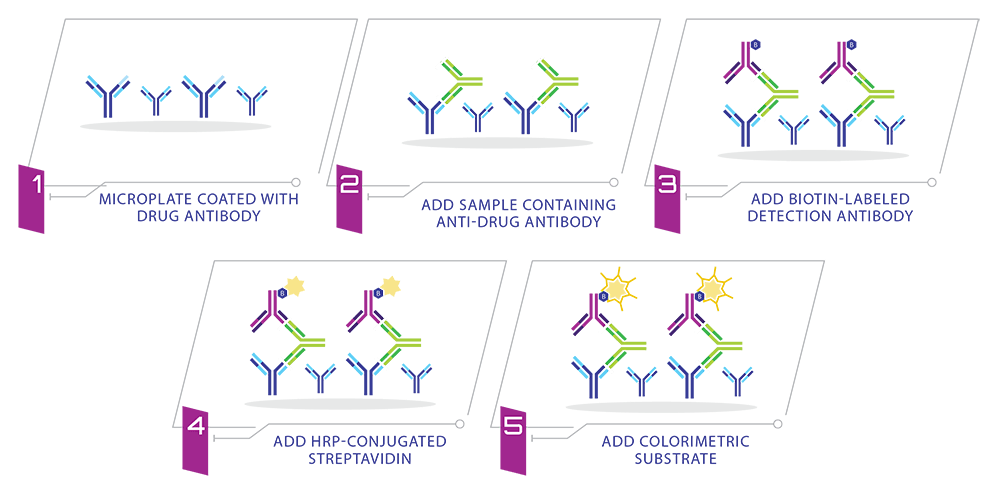 Bridging_ELISA_Anti-Drug_Antibody_Principle