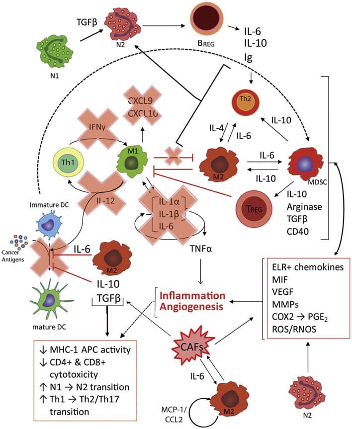 cancer-immune-cells-in-TME