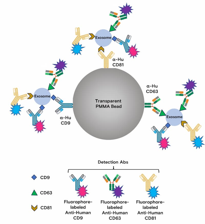 Exosome Phenotyping Image 1