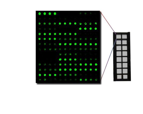 Quantibody Multiplex ELISA Cytokine Arrays
