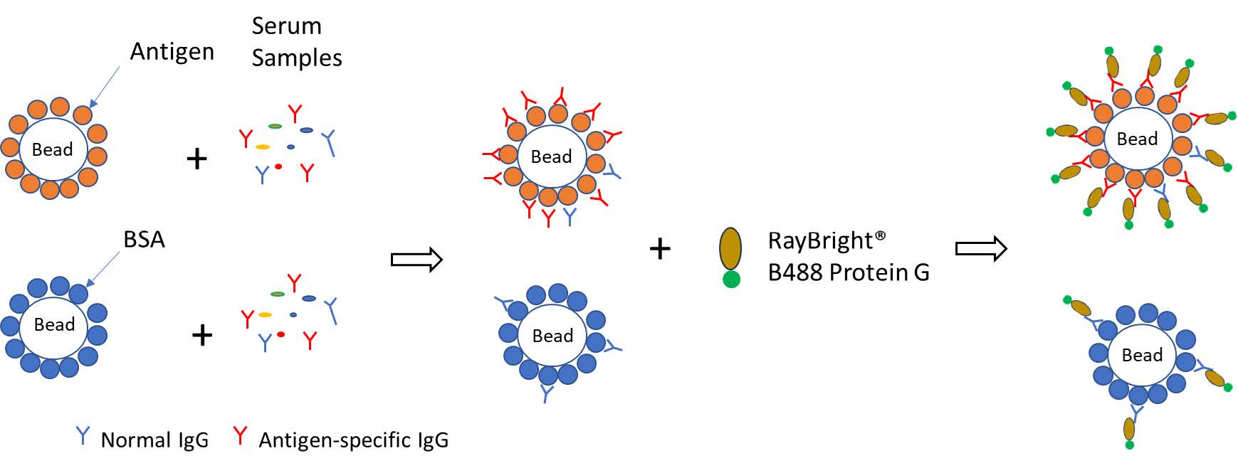 Multiplex Bead Array Detection of Antibodies