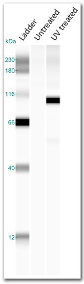 virtual-blot