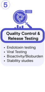 GMP Protein Workflow-5