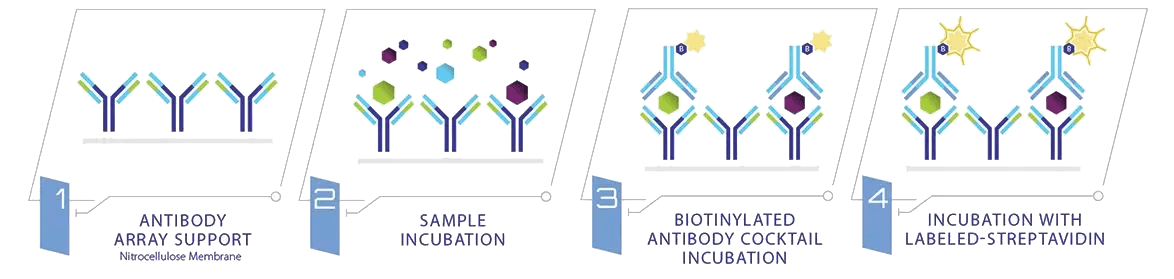 Membrane Antibody Arrays