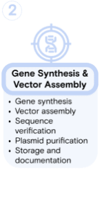 GMP Protein Workflow-2