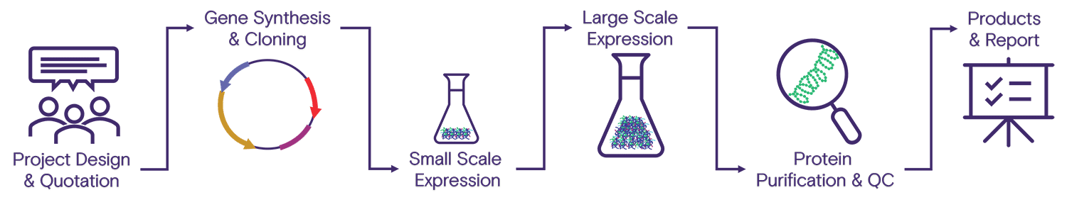 Workflow steps for producing a custom protein with purification.