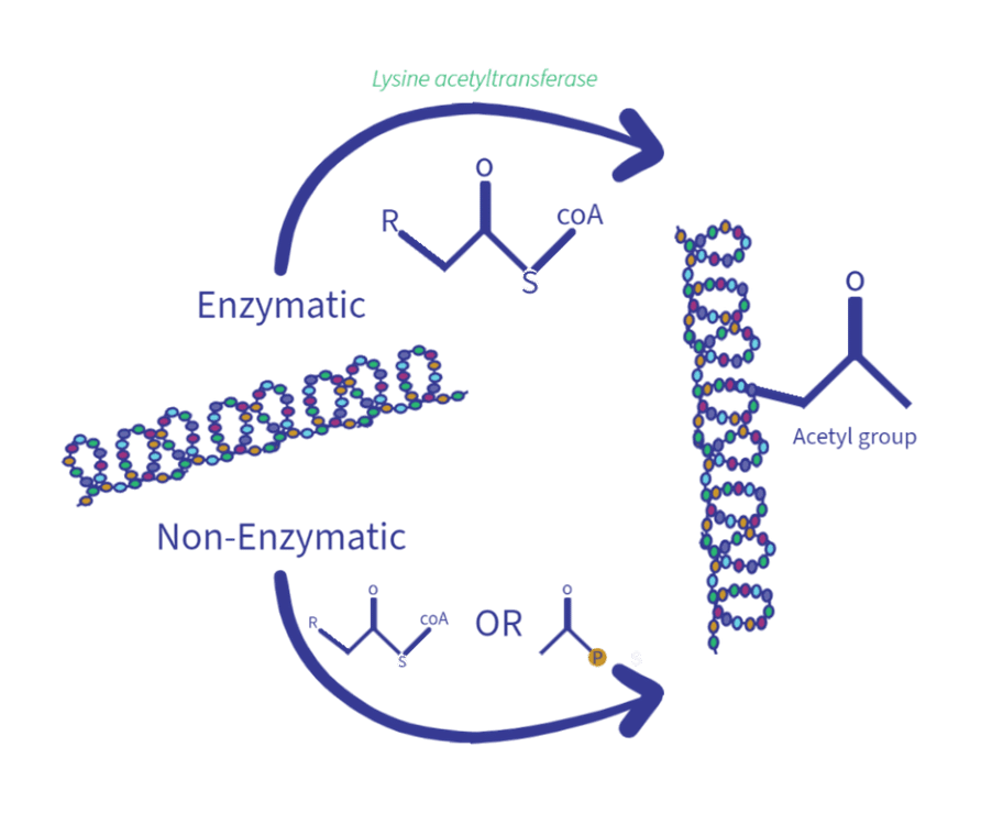 Acetylation