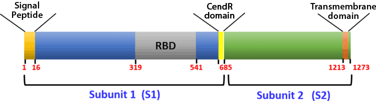 SARS-CoV-2 Spike (S) protein domains