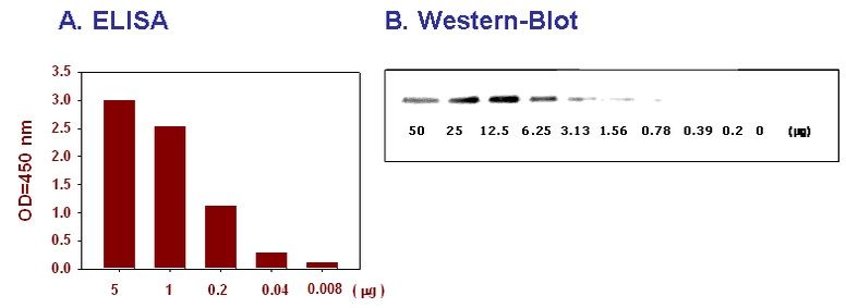 Phospho_ELISA_data_2