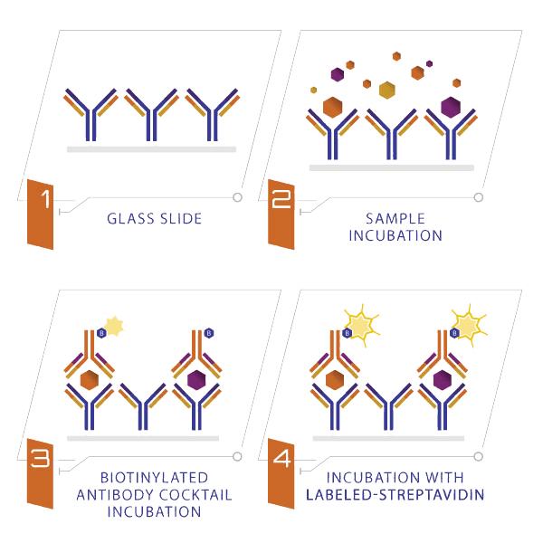 quantibody-multiplex-elisa-principle